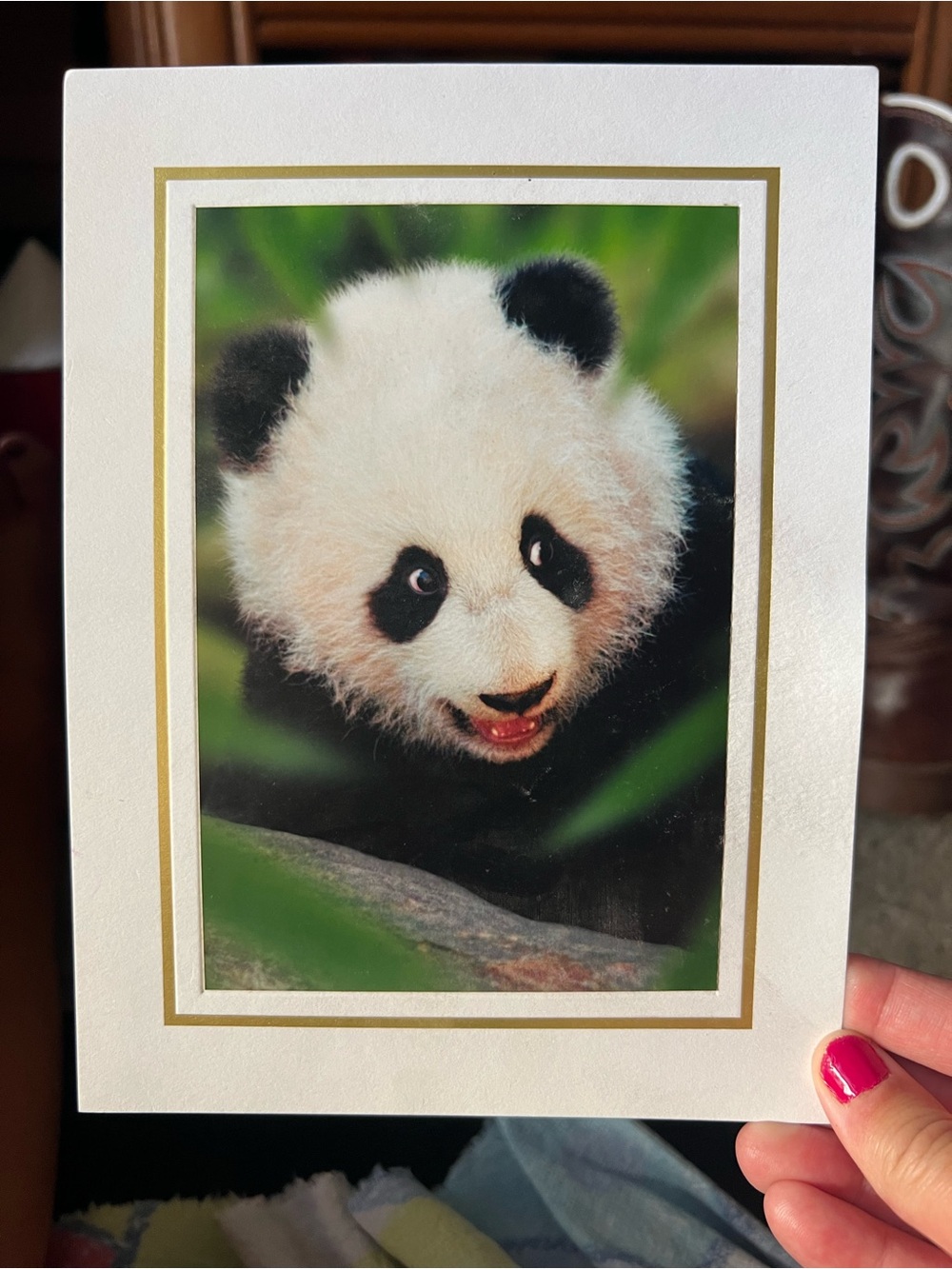 Panda Photgraph